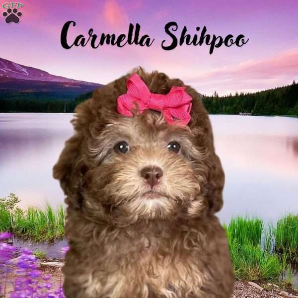 Carmella, Shih-Poo Puppy